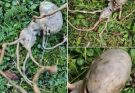 Neighbor finds ‘alien’ object in their backyard that has the internet stumped